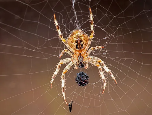 Dedetização de Aranhas em Vinhedo