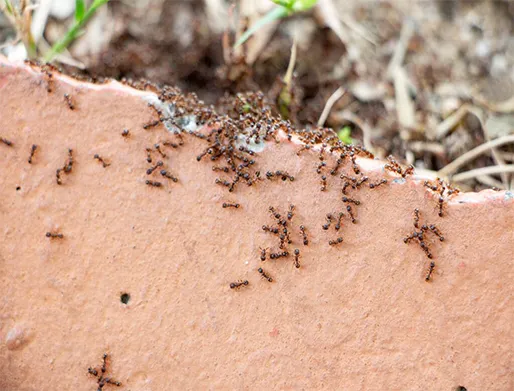 Dedetização de Formigas em Bragança Paulista