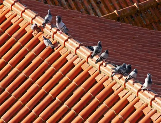 Dedetização de Pombos em Várzea Paulista